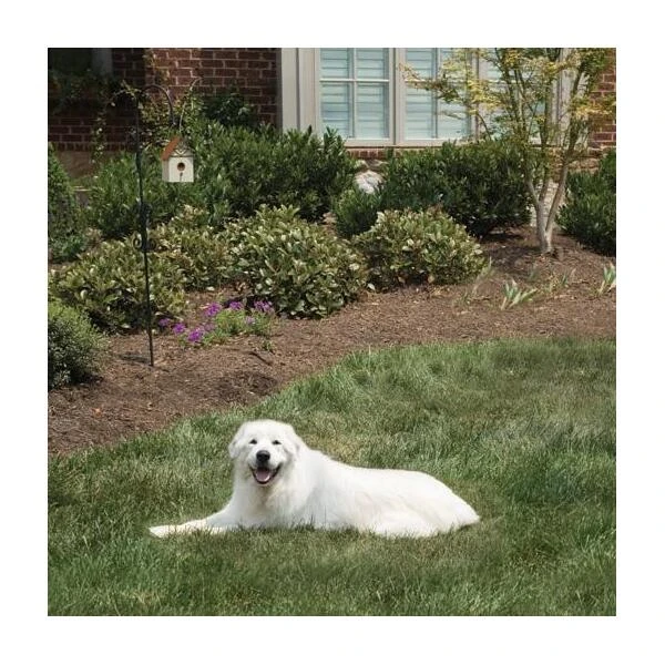 Pet Safe Outdoor Anti-blafhuisje 6 Pet Safe Outdoor Anti-blafhuisje - Afbeelding 4