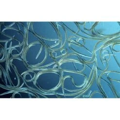 Aquanemix 1.25 V - Doseersproeier Voor Aaltjes 7 Aquanemix 1.25 V - Doseersproeier Voor Aaltjes -Tuin & Buiten auquanemix 125 v doseersproeier 1497858309 1 600