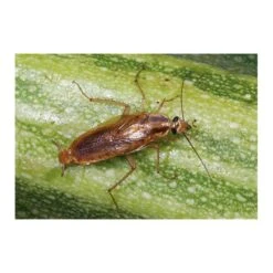 Kakkerlakkenval XL + Lokstof - Set Van 4 Stuks -Tuin & Buiten kakkerlakkenval xl lokstof 1499689639 3 600