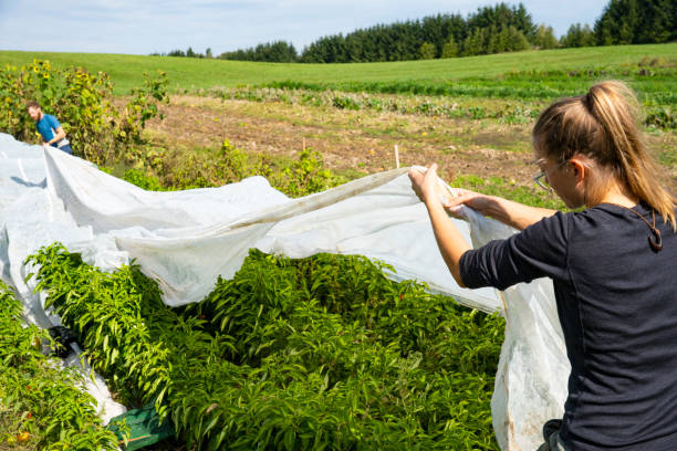 Tuin & Buiten -Tuin & Buiten istockphoto 1051780372 612x612 1