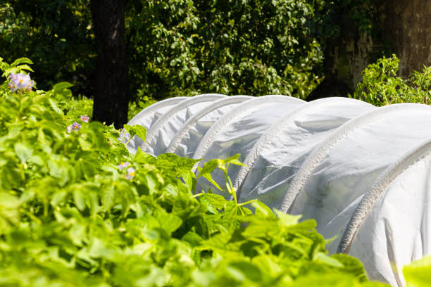 Tuin & Buiten -Tuin & Buiten istockphoto 1636254425 612x612 1