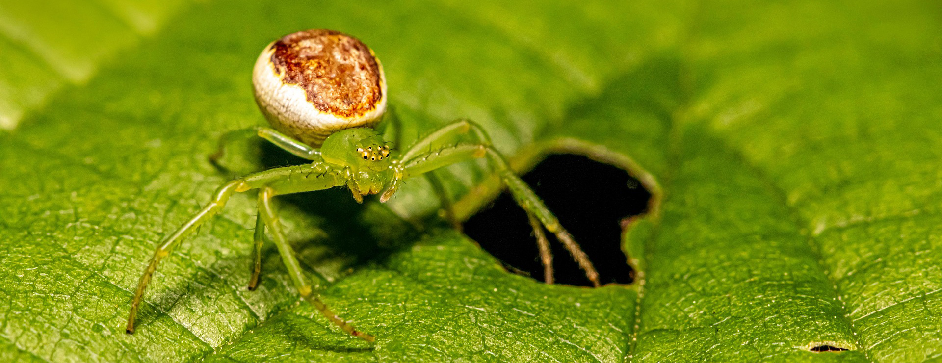 Tuin & Buiten -Tuin & Buiten spider 7848964 1920